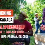 Fruit Picking Jobs in Canada