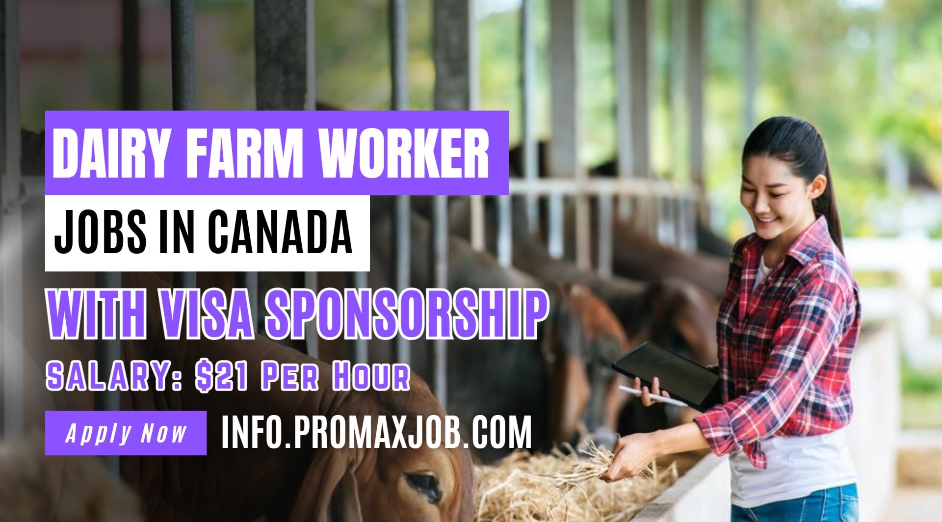 Dairy Farm Worker Jobs in Canada