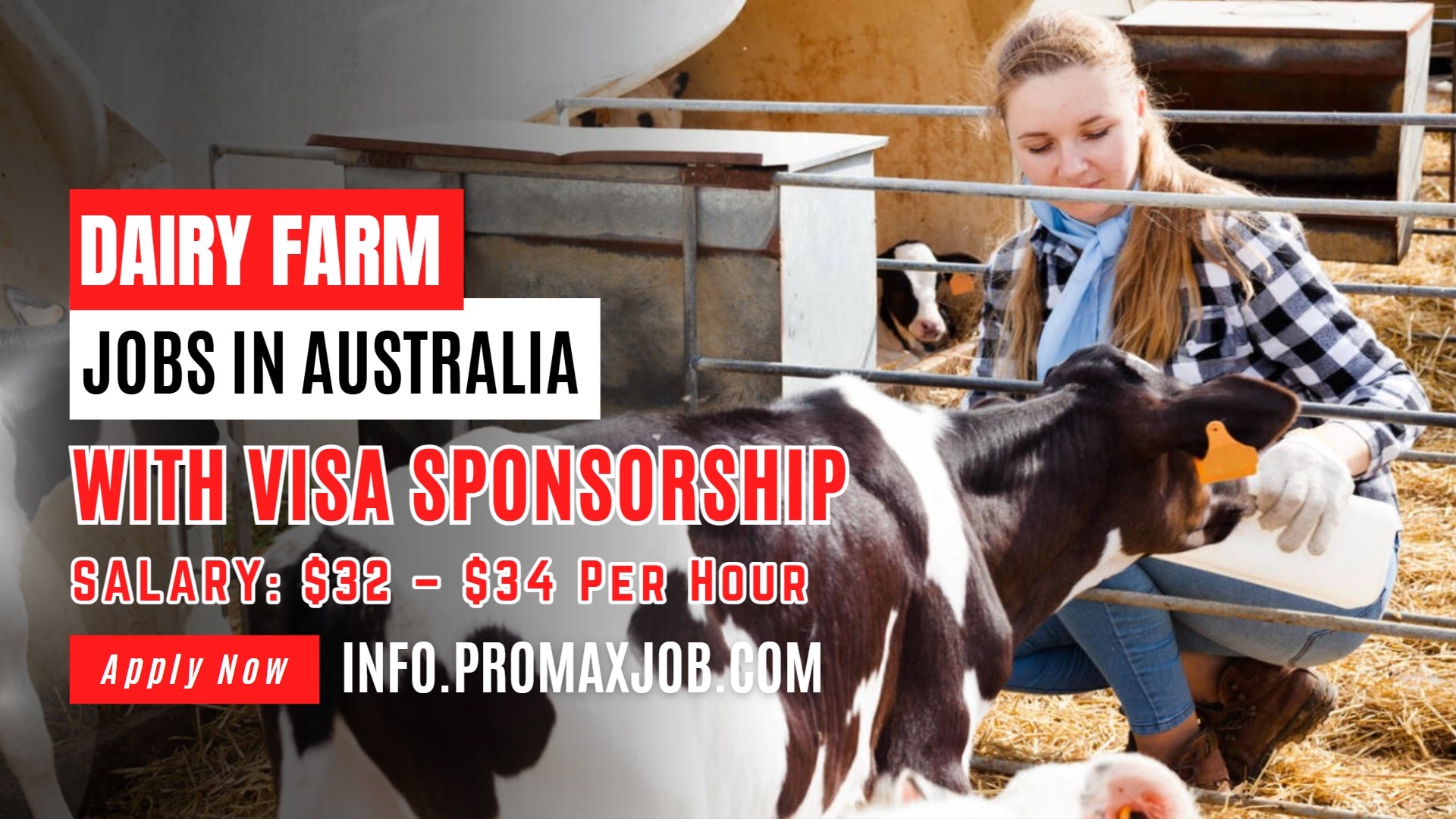 Dairy Farm Jobs in Australia